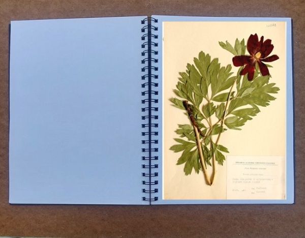 Комплект албум за хербарий  30х23  с разделители и писец